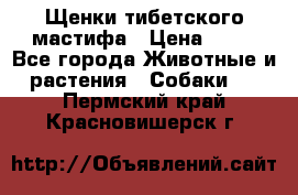 Щенки тибетского мастифа › Цена ­ 80 - Все города Животные и растения » Собаки   . Пермский край,Красновишерск г.